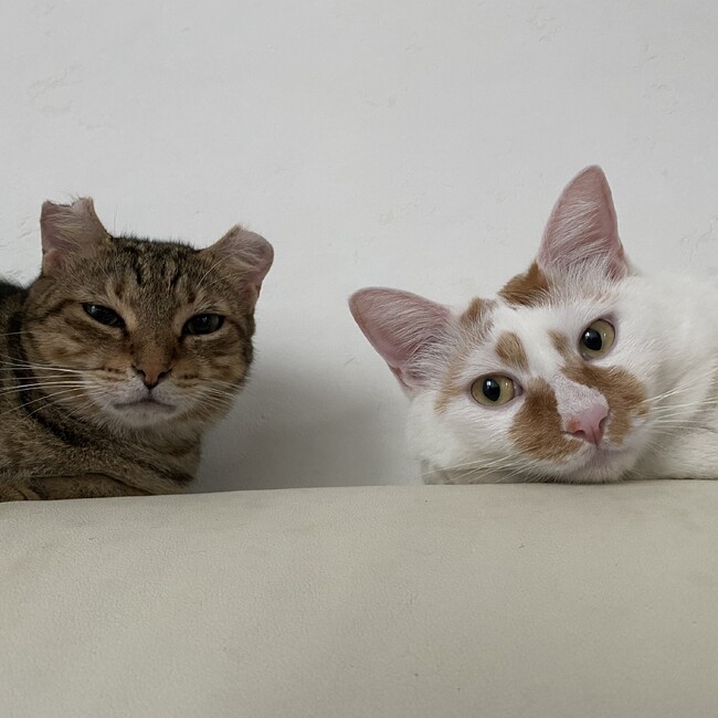 高野家の猫達のカバー写真