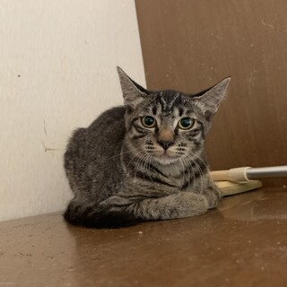 フジがらの子猫ちゃん里親募集