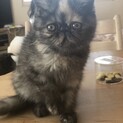 子猫の募集