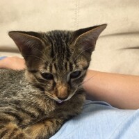 たま