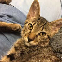 むぎ
