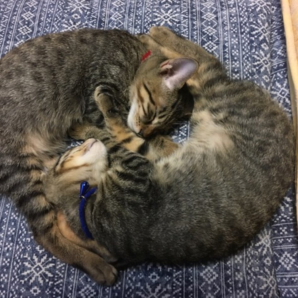 むぎのカバー写真