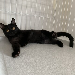 生後３ヶ月の黒猫ちゃん❤️