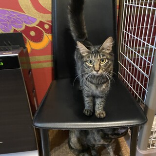 フワフワな毛が綺麗なりおちゃん