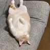 はのん。