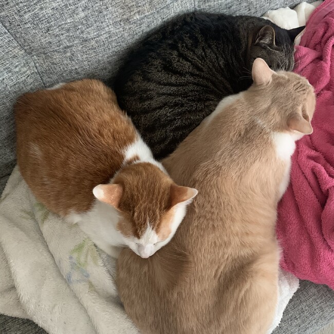 はのん。のカバー写真