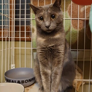 ロシアンブルー風　ぺこちゃん