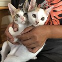 元気でかわいい三毛ちゃん姉妹