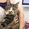 人なつこくてかわいい三毛猫です サムネイル2