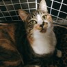 人なつこくてかわいい三毛猫です サムネイル3
