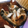 人なつこくてかわいい三毛猫です サムネイル4