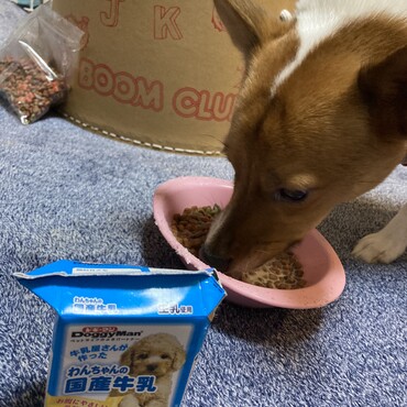 食が細い仔なので…わんこ牛乳をかけたら沢山食べれたよ‼️良かった