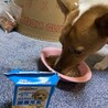 食が細い仔なので…わんこ牛乳をかけたら沢山食べれたよ‼️良かった