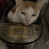 #えーた君　#炊飯器　#あったかい笑