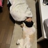 #おーたくん　#ハマる　#息子の頭　#なぜ笑