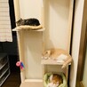 #完成！　#キャットタワー　#過保護パパ　#力作！