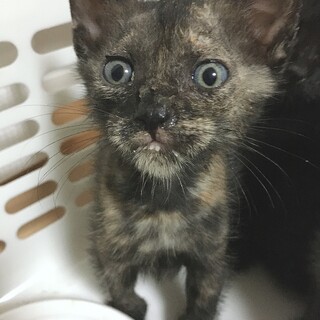 野良猫が産んだ子猫です。生後1ヶ月ほど