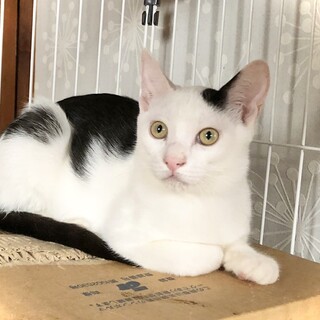 お膝が大好きでゴロゴロ言って寄ってくるコボちゃん