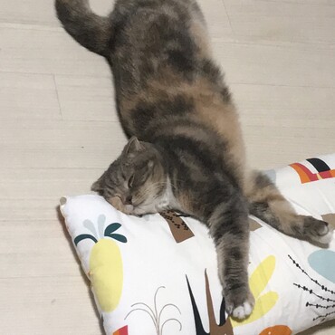 の写真