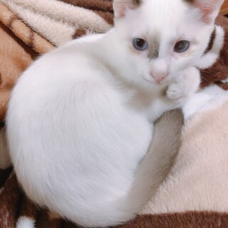 甘えん坊ブルーアイシャム系MIX男子