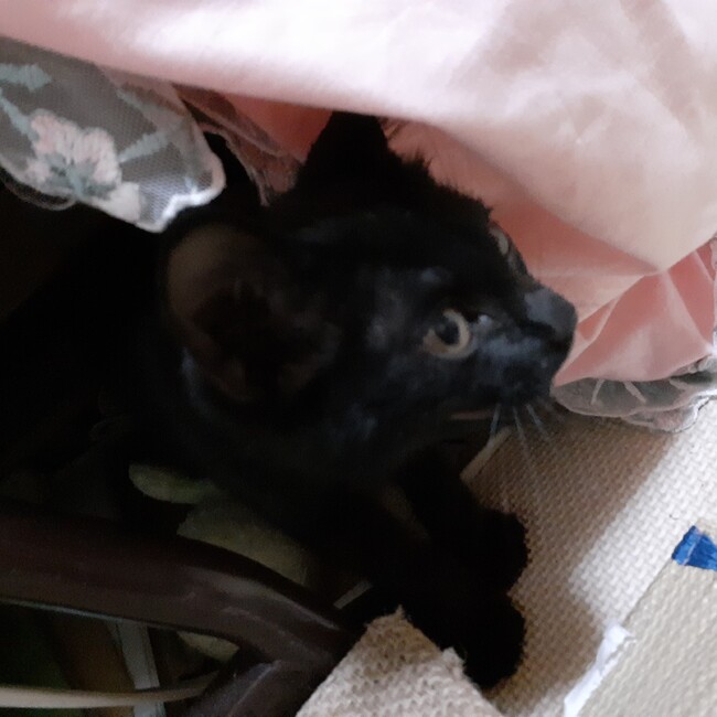 八尾ネコの会さくらのカバー写真