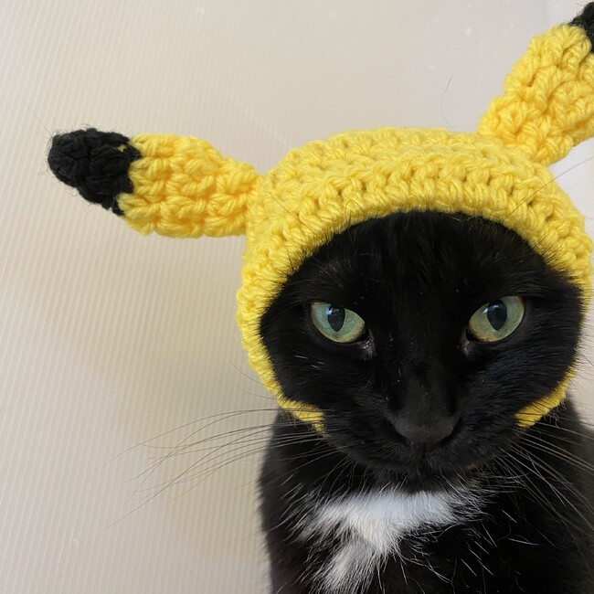 ラビンライフ譲渡会　堺市のカバー写真