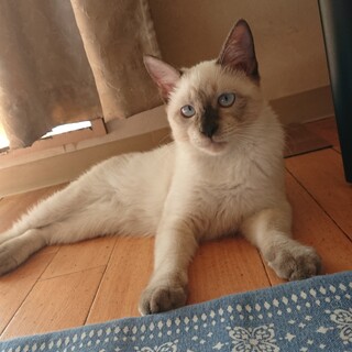 おっとり控え目なシャム仔猫くん