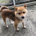 豆柴のなつみちゃん