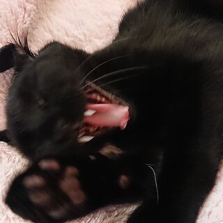 ゴロゴロ黒猫くん