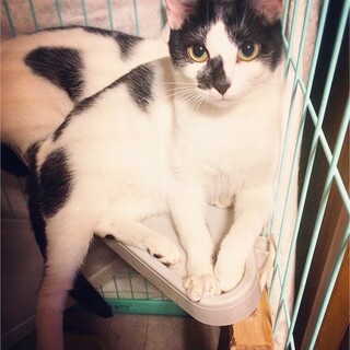 白黒素敵柄美猫　慣れ慣れ人が大好き　鳴きちゃん♡