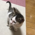 生後1ヶ月600ｇの小さな子猫拾いました。