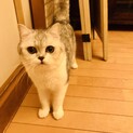 温厚甘えん坊さんの穏やかな可愛いお顔のスコ君