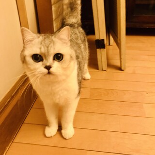 温厚甘えん坊さんの穏やかな可愛いお顔のスコ君