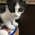 活発で愛らしい白黒ハチワレにゃんこ