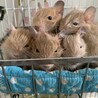 デグー ベビー3匹の里親を探しています（残り0匹) サムネイル4