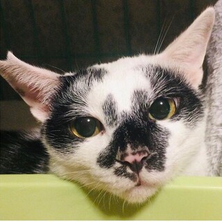 白黒歌舞伎美猫　大きなビビり　人大好き　レオ君