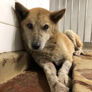 皮膚病があります