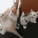 保護した猫が産んだ子猫