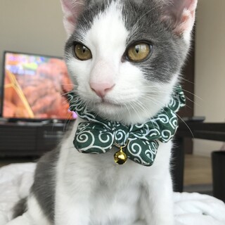 トライアル中です白×グレーの男の子7ヶ月