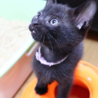 おひざが大好き黒猫 おはぎちゃん