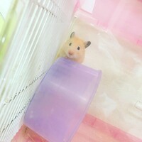 くまたん