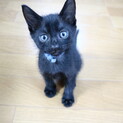 クールな黒猫男子 まつたけくん
