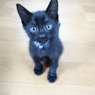 クールな黒猫男子 まつたけくん