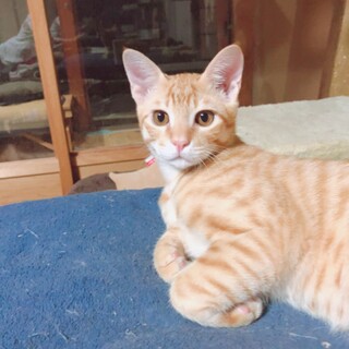 やんちゃな茶トラ3兄弟