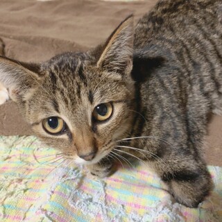 左前足が欠損している子猫