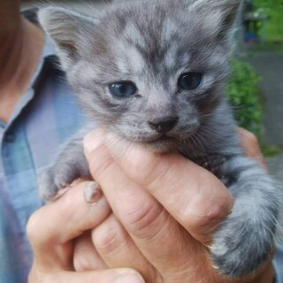 【☆里親様決定☆】灰色ふわふわ可愛い２か月オス