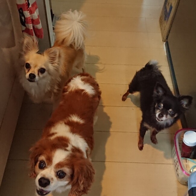 pandpのカバー写真