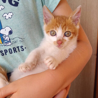 とにかく可愛い！　1.5カ月、茶白男の子