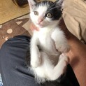 生後約1ヶ月の仔猫