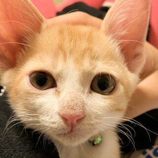 募集停止　甘えん坊茶シロ男子★シュガ